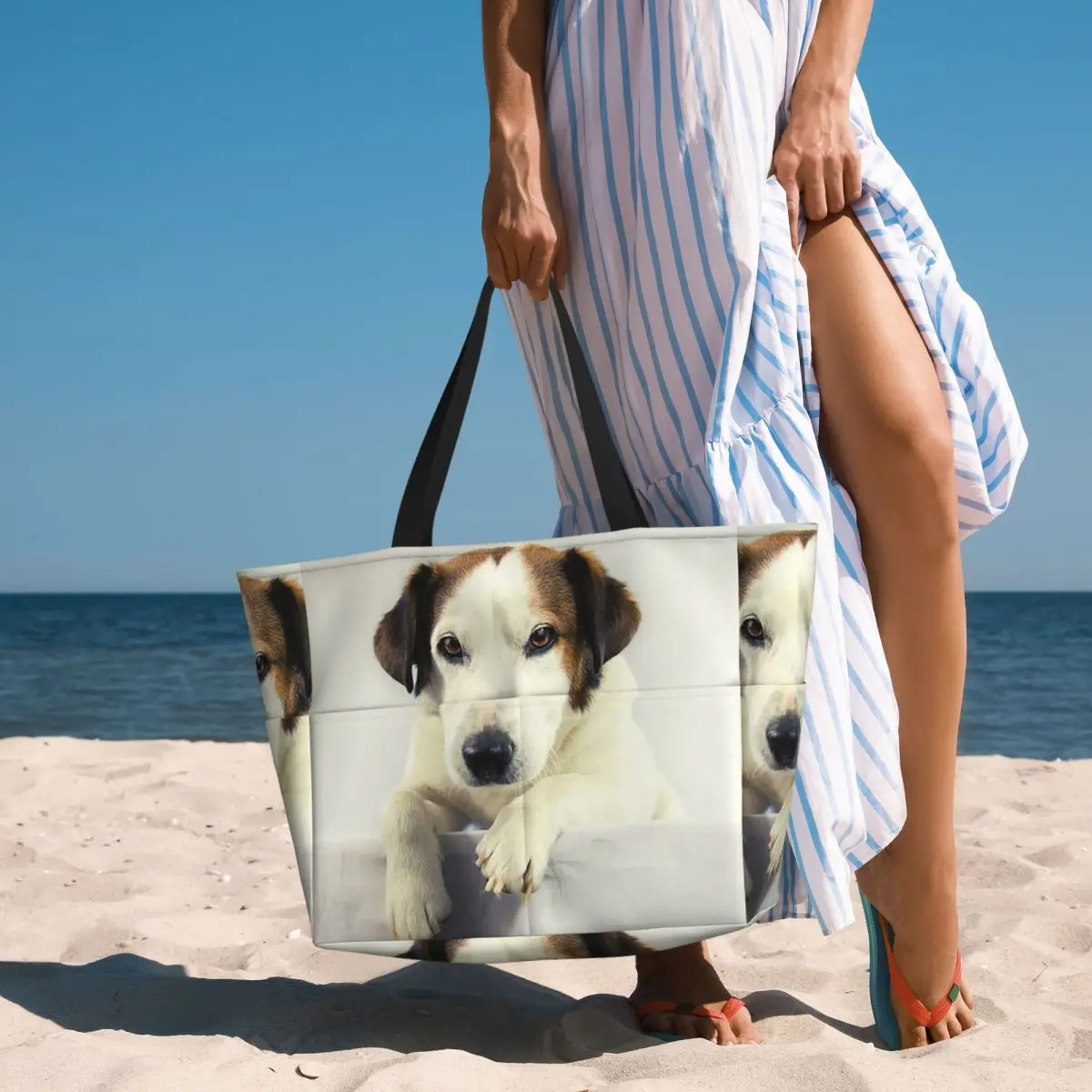 Dog Jack Russell Terrier Photo - Yoga Fitness Photos avaliação e preço